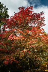 Brightly colored leaves on trees during the fall / autumn