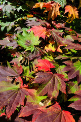 Brightly colored leaves on a Maple tree during the fall (Autumn)
