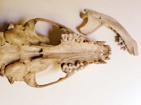 Animal Skull