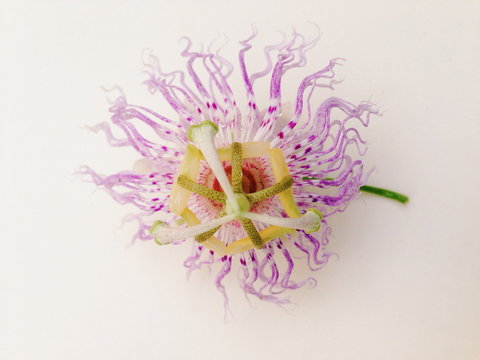 Passion Flower