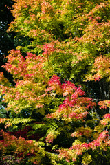 Brightly colored autumn / fall trees