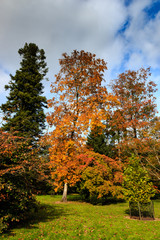 Naklejka premium Brightly colored autumn / fall trees