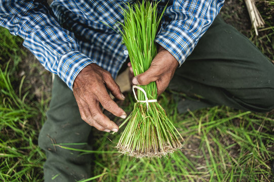 Rice seedlings