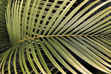 Fototapeta na wymiar Striped of palm leaf, Abstract green texture background, Vintage tone
