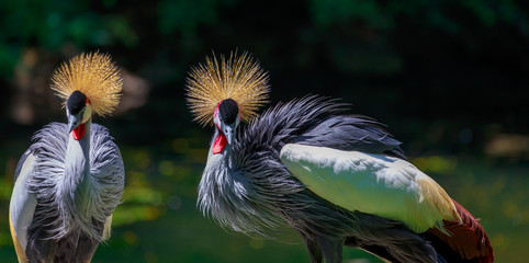 Grey Crowned Crane