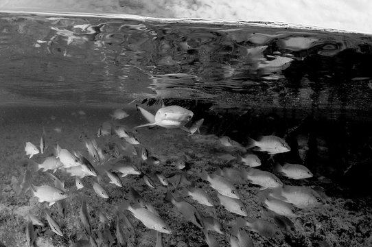 Black and White image of Baby Lemon Shark With Fish Entourage