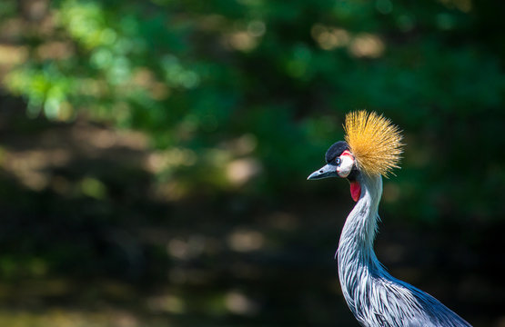 Grey Crowned Crane