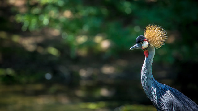 Grey Crowned Crane
