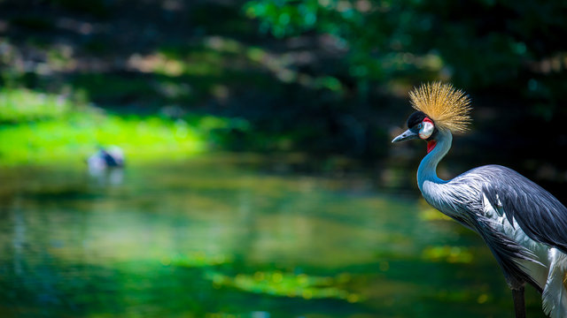 Grey crowned crane in profile