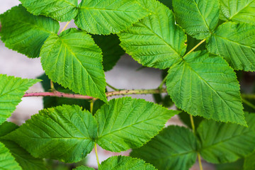 Relief leaves of raspberry. Shallow depth of field