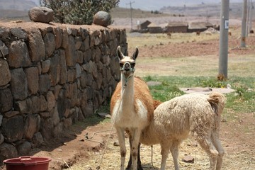 Lama breast feeding looking in the camera
