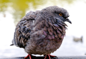 Beautiful shaggy angry pigeon near the water in the park, close up view