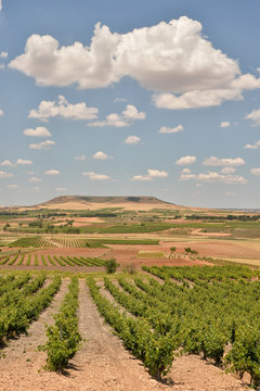 Vineyards in Ribera del Duero, Spain