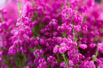Plant erica gracilis.