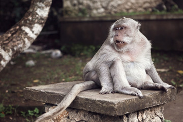 Cute Fat Long Tailed Macaque Monkey looking sad in Uluwatu, Bali, Indonesia