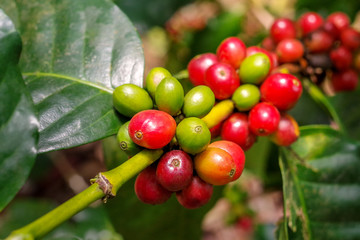 Coffee berries (cherries) grow in clusters along the branch of the coffee tree in organic...