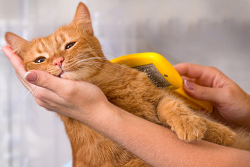 Woman combing her redhead cat	