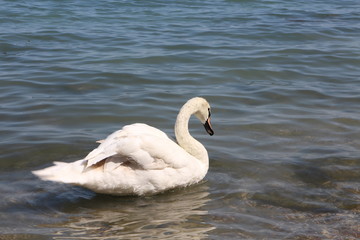 White swan on shore of lake Balaton, Tihany Peninsula, Hungary