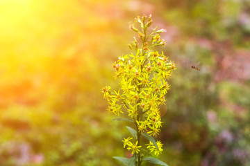 Goldenrod or Solidago yellow flowering plants in rural wisconsin with wasps pollenating late in the year as summer gives way to the fall season