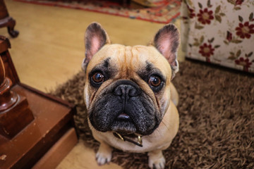 French bulldog dog