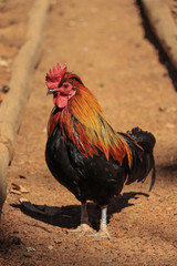 Beautiful rooster in a field