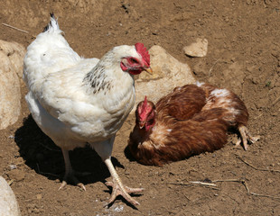 chicken and hen in the farmhouse