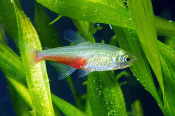 The Green Fire Tetra. Aphyocharax rathbuni