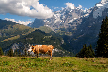 Fototapeta na wymiar Alpine cows in the Switzerland
