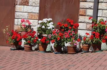 geraniums in the courtyard of the house during the flowering per