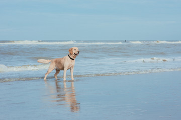 Happy funny dog retriever at the sea coast 