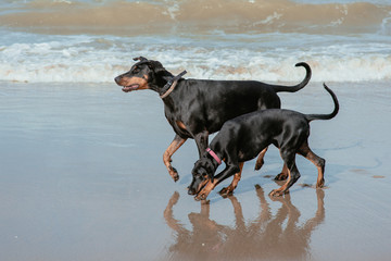 Happy funny dogs dobermans at the sea coast 