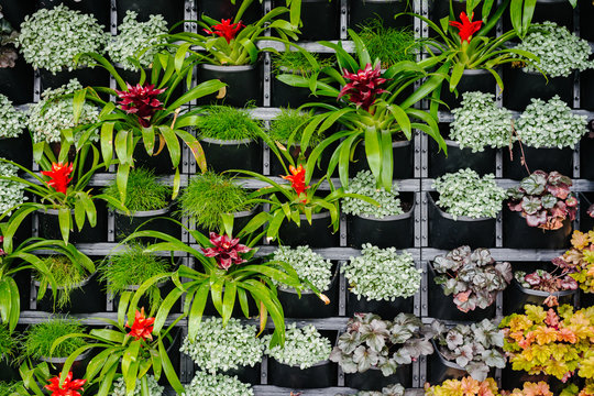 vertical garden with red bromeliad