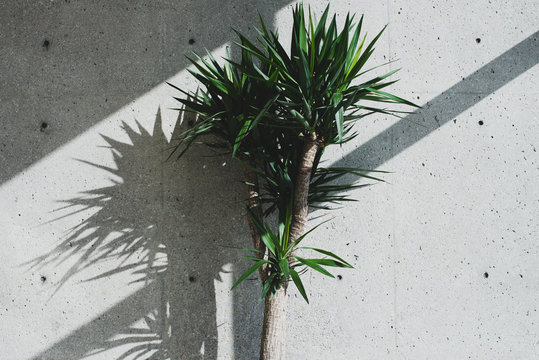 Ribbon palm tree