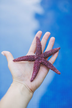 Female hand holding a red starfish