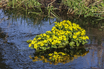Yellow flowers of marsh-marigold blooming in water