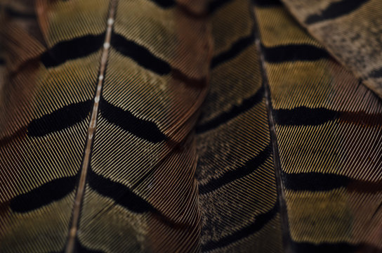 Abstract detail of shapes and textures on feather