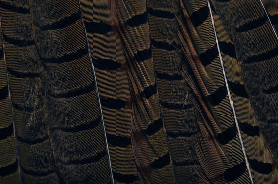 Abstract feather detail