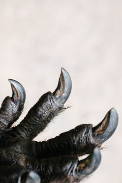 scary animal claw
