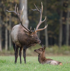 Bull Elk with calf © Harry Collins