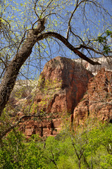 Cliff of Zion National Park