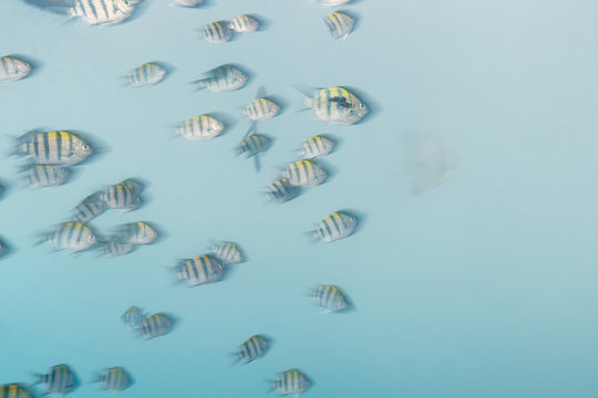 Sergeant Major Fish School Swimming Underwater