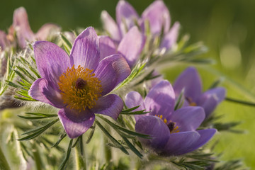 Violet bloom of the Easter flower