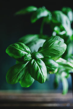 Closeup of a basil plant.