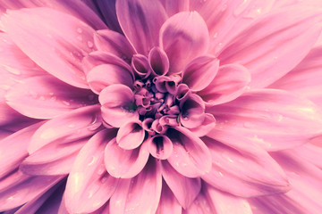 Close up of pink and purple Aster or pink dahlia flower with rain drops on petals in vintage style  