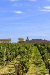 Fototapeta na wymiar Vendange of Red Wine at Château Gruaud-Larose Grand Cru, Saint Julien, Bordeaux in France