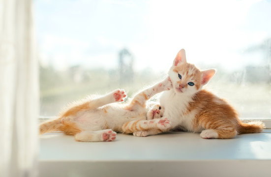 Kittens