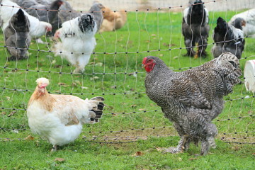 Brahma Chicken, Hühnerhaltung, Rasse Brahma
