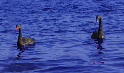  Twin black swan / A couple of black swan are swimming together in blue water