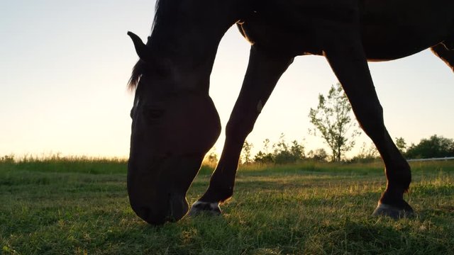 SLOW MOTION CLOSE UP: Beautiful dark bay stallion on sunny pasture field grazing meadow. Big black horse eating grass on sunny summer evening on horse ranch. Gorgeous horse chewing fodder in nature