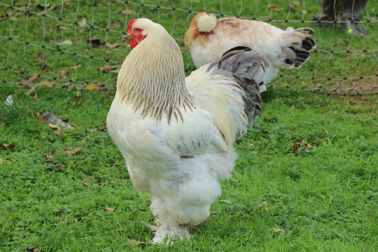 Rooster, Hahn, H&uuml;hnerrasse Brahma